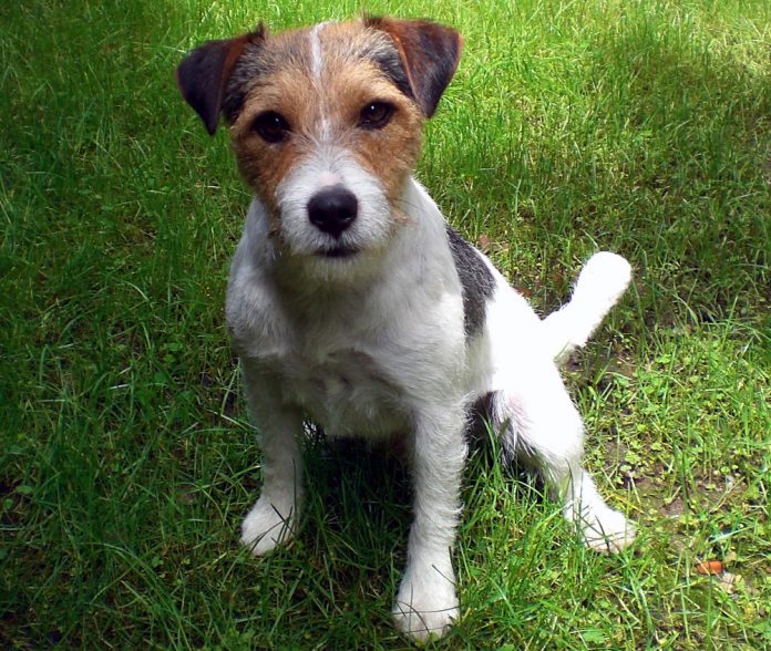 elvis resized